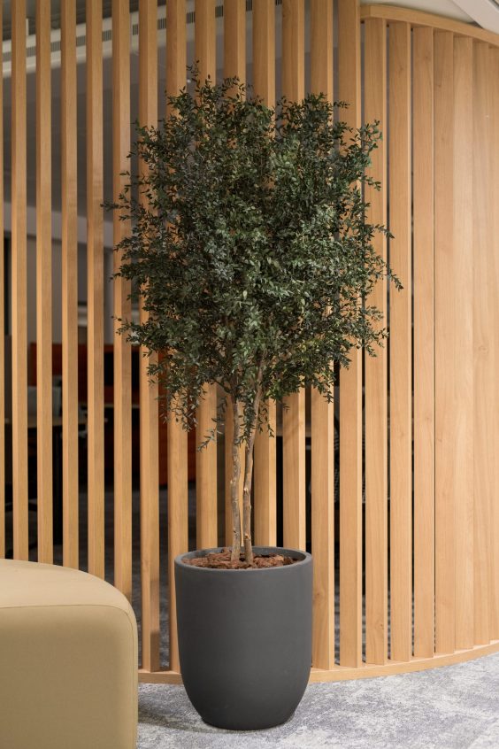 Sap - Kaki Paris